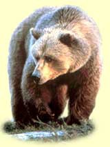 A longa soneca da ursa